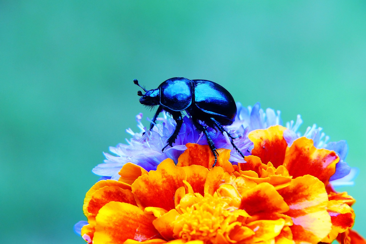 Philosophy in the Age of Synthetic Biology